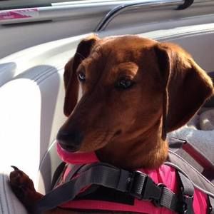 Meet your Posher, Amy